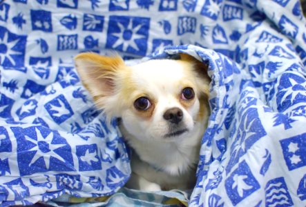 White And Beige Short Coat Dog