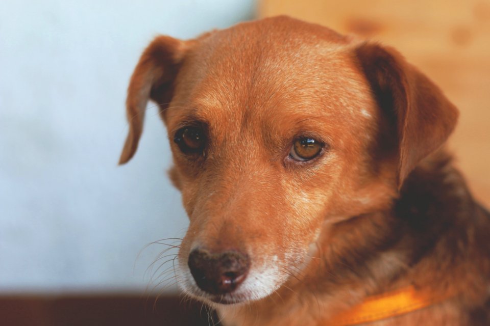 Brown And Black Short Coat Dog