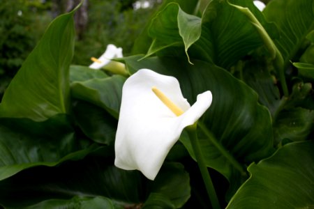 Calla Flower photo