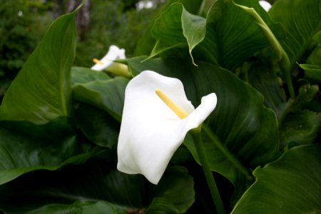 Calla Flower