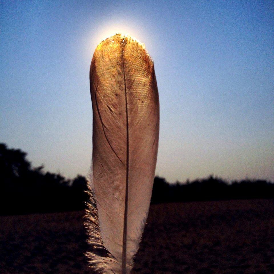 White Feather Close Up Photo
