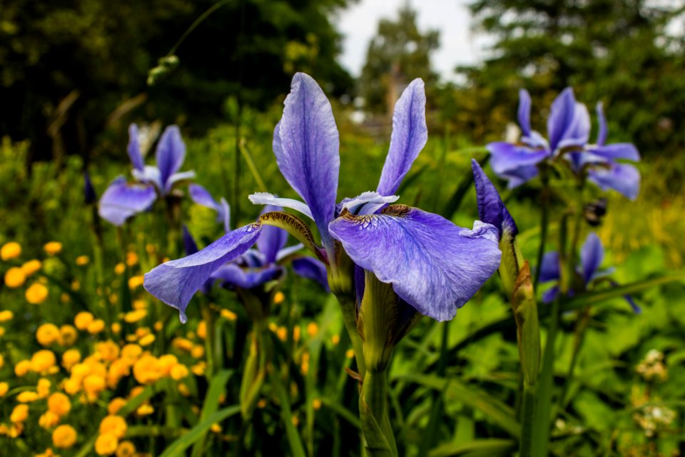 Blue Iris Flowers