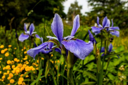 Blue Iris Flowers photo