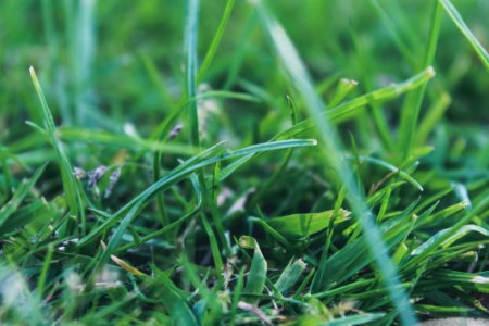 Green Grass