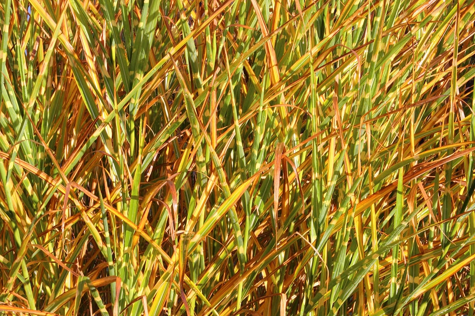Pattern sunlight shining