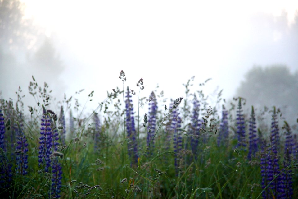 Purple Leupins Besides Green Plant