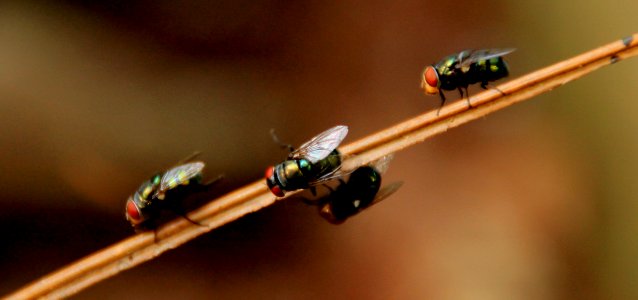 4 Black Fly On Brown Stick