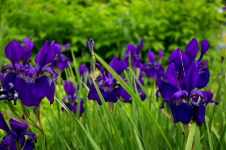 Violet Iris Flowers