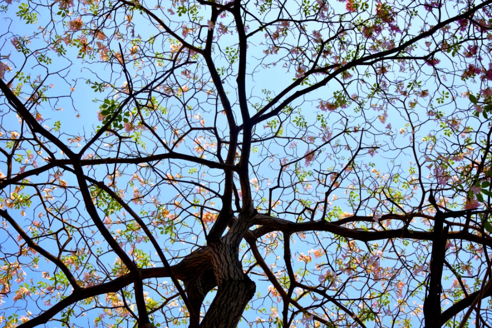 Brown Dress With Brown And Green Leaf Tree