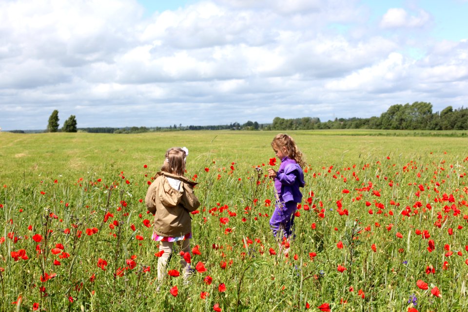 Girl In Purple Zip Up Hoodie Holding A Red Flower Near On A Girl In Brown Hoodie Surrounded By Re Petaled Flower