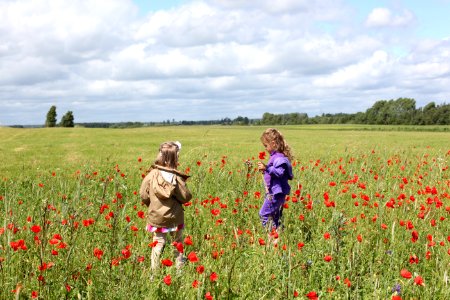 Girl In Purple Zip Up Hoodie Holding A Red Flower Near On A Girl In Brown Hoodie Surrounded By Re Petaled Flower