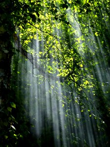 Tree With Brunch And Green Leaves During Sunset