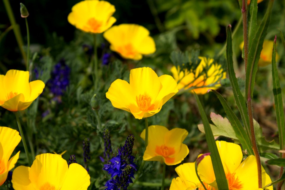 Yellow Flowers