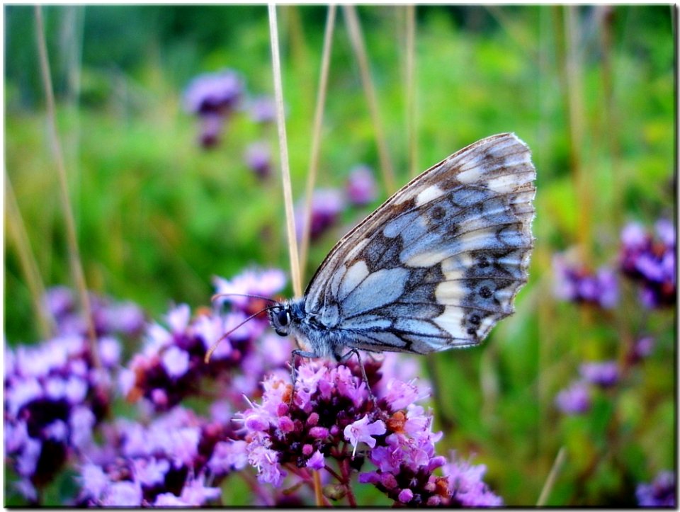 Grey And Blue Butterfly On Purple Flower During Daytime