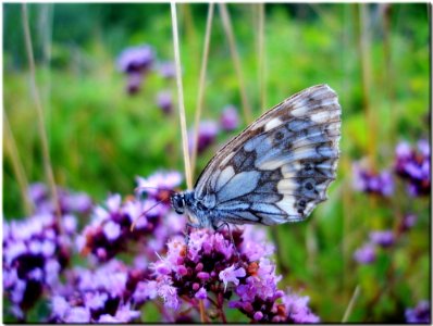 Grey And Blue Butterfly On Purple Flower During Daytime