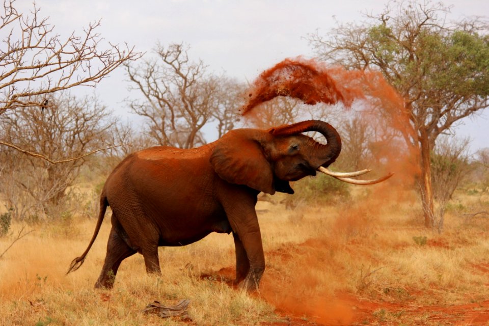 African Elephant Dirt Bathing