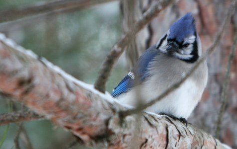 White Blue And Black Bird On Brown Tree Branch