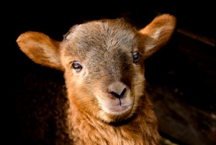 Brown Sheep Close Up Photography photo