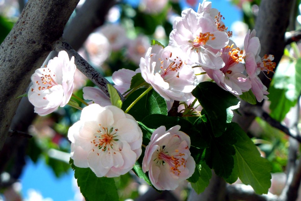 Grey Tree Branch With Green Leaves And White Flowers Blooming During Daytime