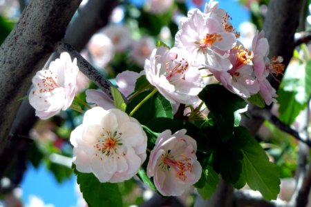 Grey Tree Branch With Green Leaves And White Flowers Blooming During Daytime photo