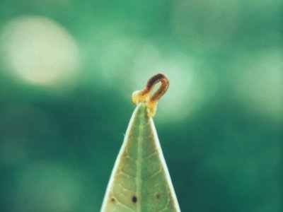 Maggot On Leaf