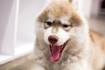 White Brown Husky Dog Sticking Its Tongue photo
