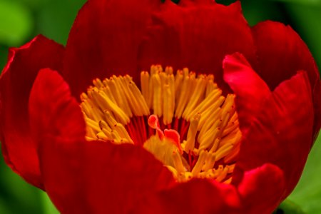 Red Flower In Bloom
