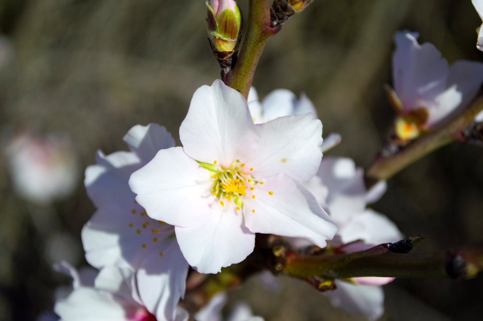 White 5 Petaled Flower During Daytime photo