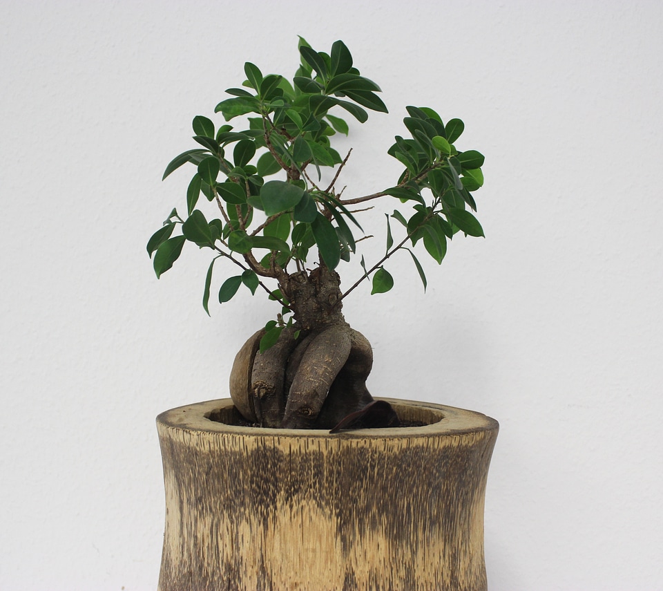 Green plant grow