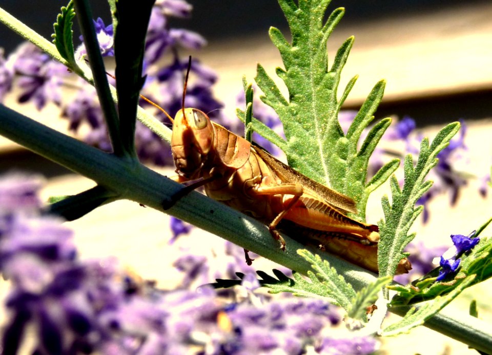 Brown Locust On Green Plant Stem During Daytime