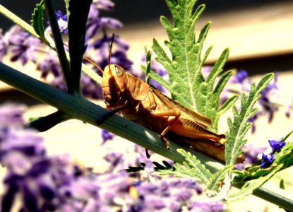 Brown Locust On Green Plant Stem During Daytime photo