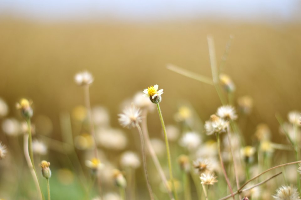 White Flowers Field