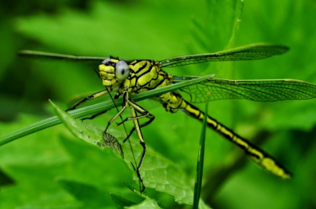 Green And Black Dragonfly On Green Leaf During Daytime photo
