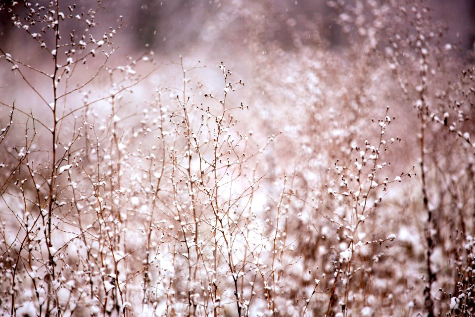 Snow Covered Bush In Winter