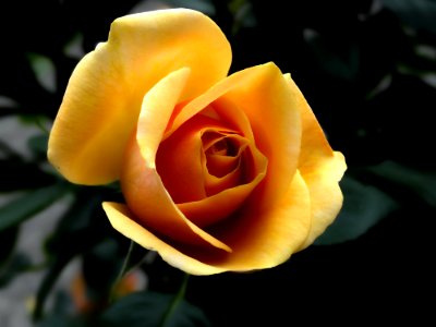 Yellow Rose Close Up Photography photo