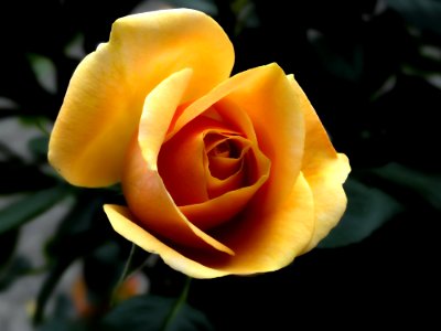 Yellow Rose Close Up Photography