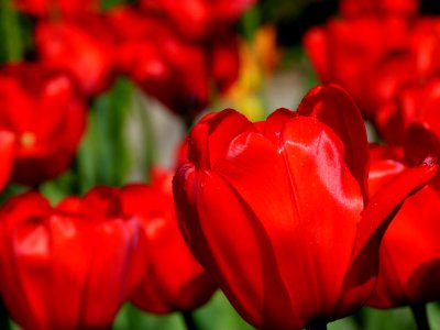 Red Petaled Flower