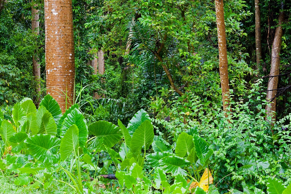 Forest green environment