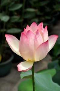 White And Pink Flower