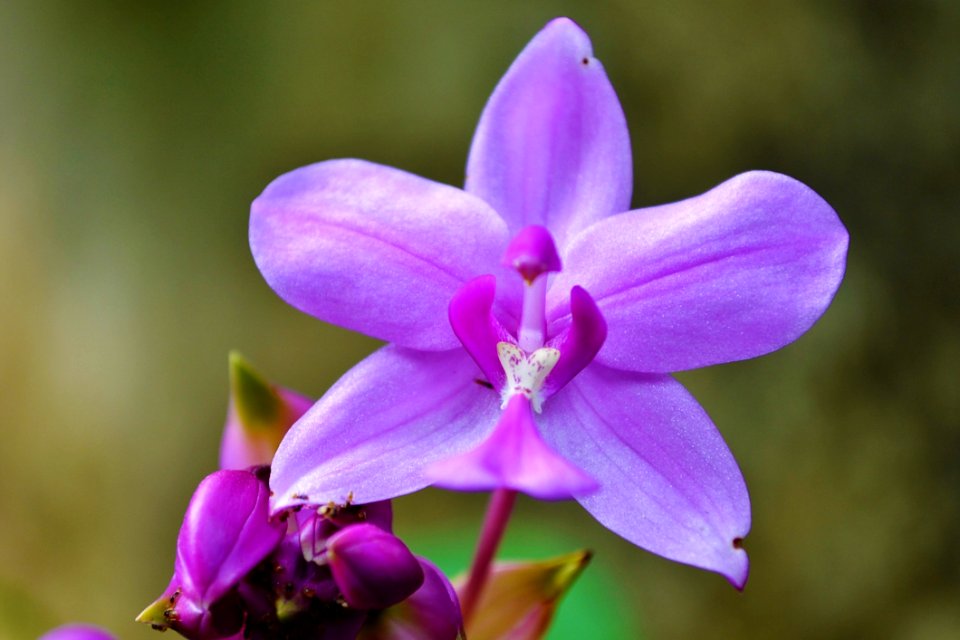 Purple And White Flower Illustration