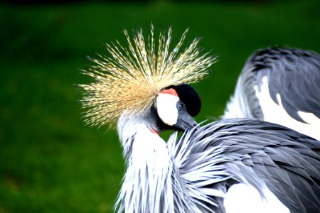 Grey White And Black Bird
