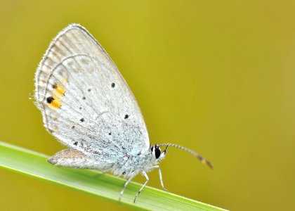Grey Butterfly On Green Stem