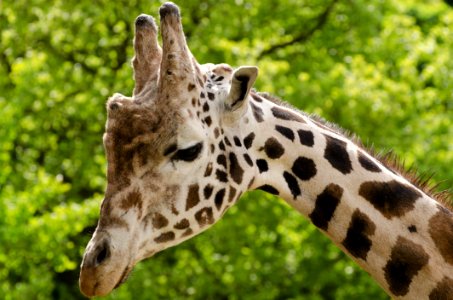 Beige And Black Giraffe Photo photo