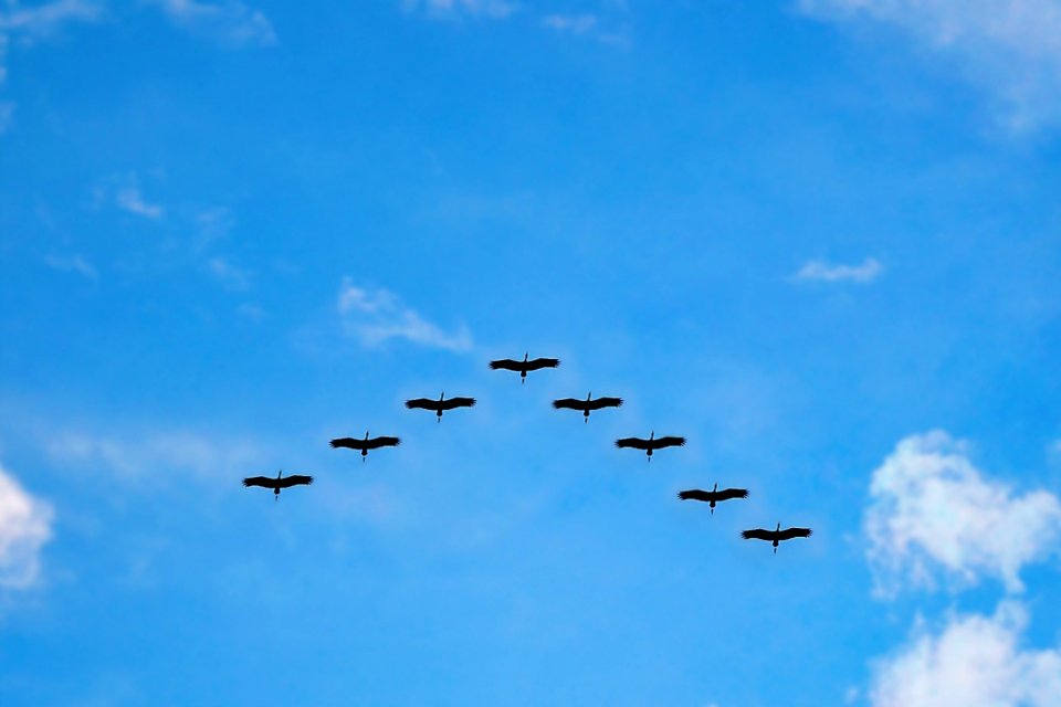 V Formation Of Bird During Daytime