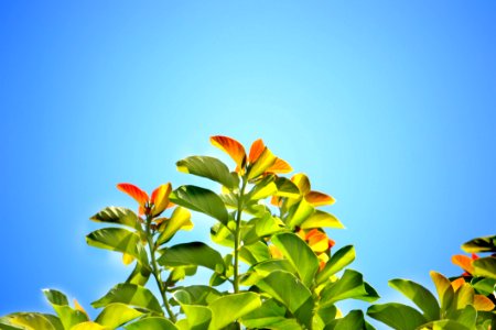 Green Leafed Plant During Daytime