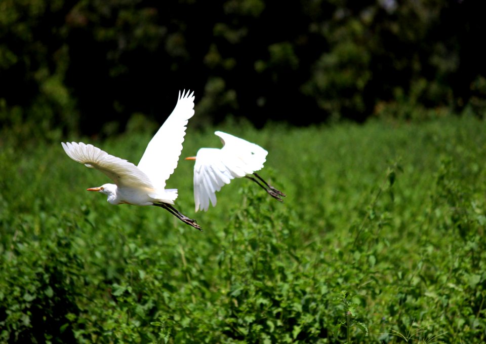Egrets Above Wetland