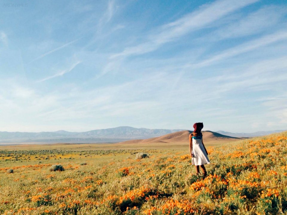 Woman In White Sundress Standing On Flower Field During Daytime