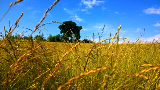 Green Plantation Field Under Blue And White Cloudy Sky