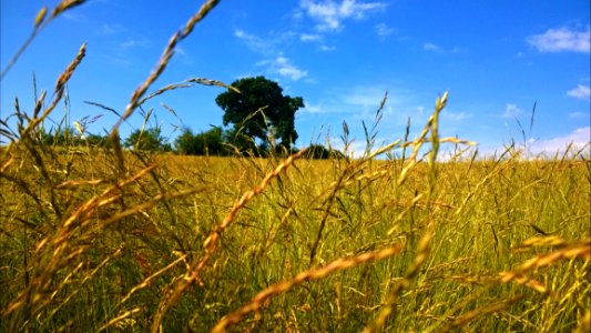 Green Plantation Field Under Blue And White Cloudy Sky photo