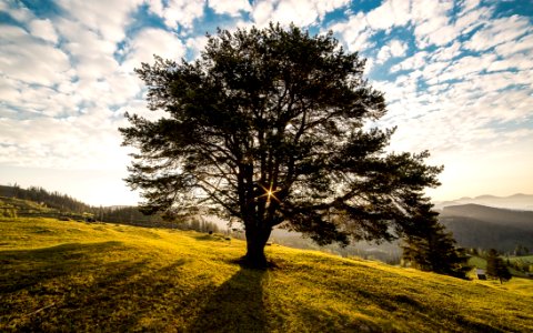 Tree In Field photo